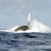 whale_humpback_h_00400_dom2447.jpg